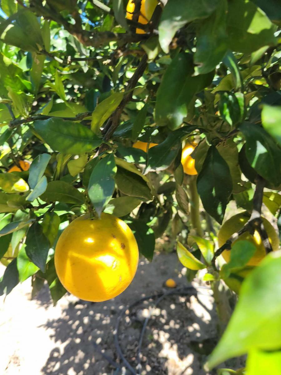 Lote con Arboles Frutales en Venta - Sector Tanda - Vía Ibarra. — imagen 6