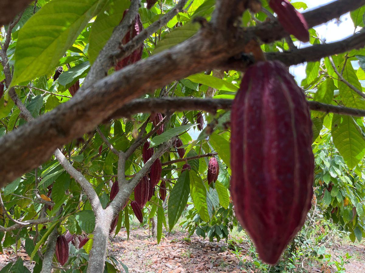 Venta Finca 30 Has Vía a Limoncito, Km 30 Vía La Costa a La Derecha, Sector Limoncito - Juntas, Guayas — imagen 8