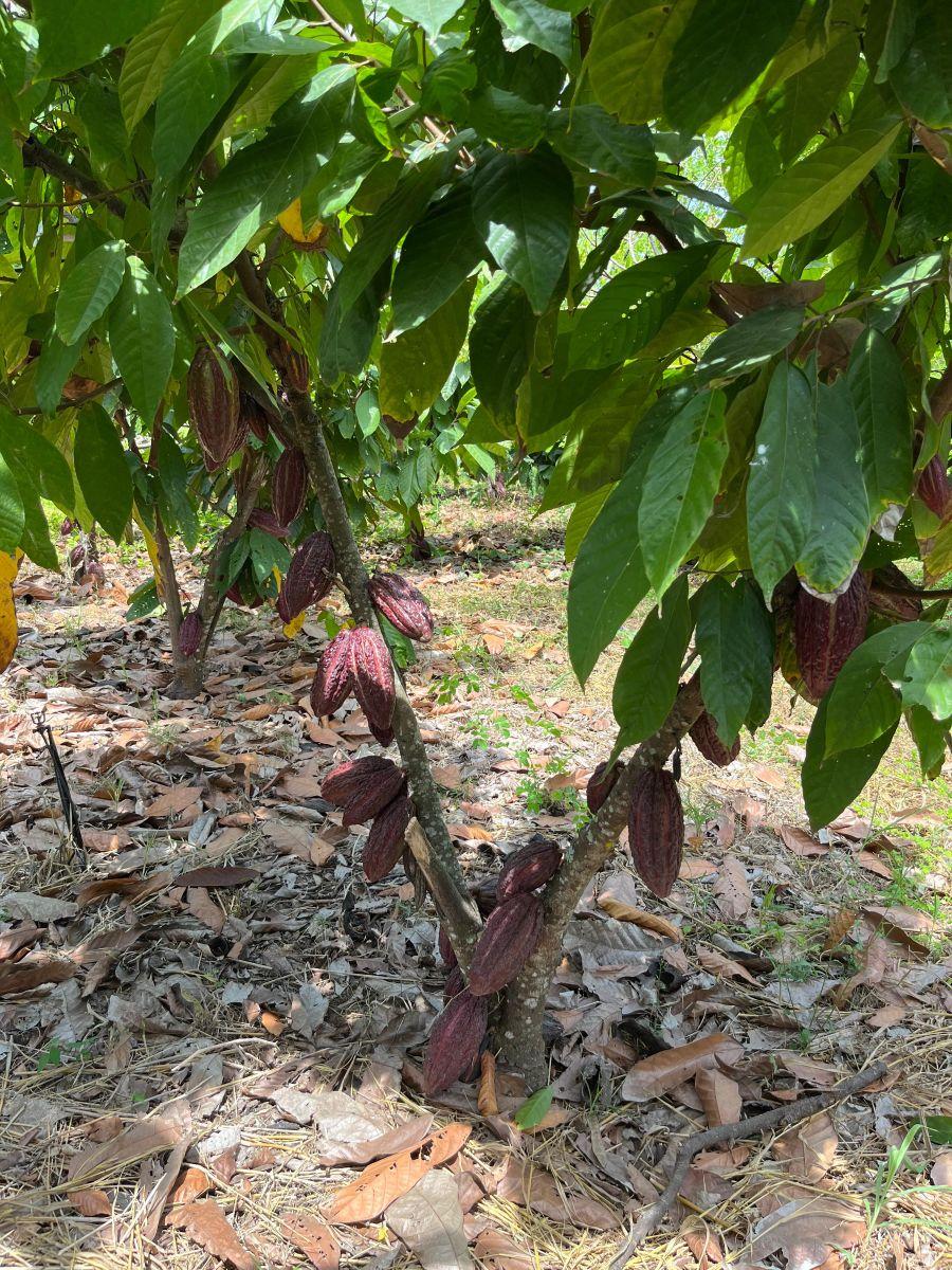 Venta Finca 30 Has Vía a Limoncito, Km 30 Vía La Costa a La Derecha, Sector Limoncito - Juntas, Guayas — imagen 7