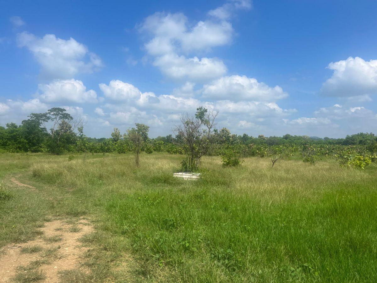Venta Finca 30 Has Vía a Limoncito, Km 30 Vía La Costa a La Derecha, Sector Limoncito - Juntas, Guayas — imagen 6