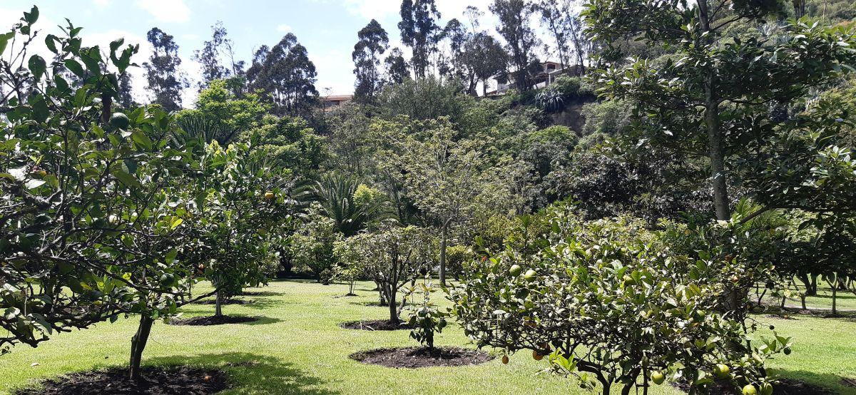 Terreno Sector Pacho Salas 1000 Metrtos — imagen 3