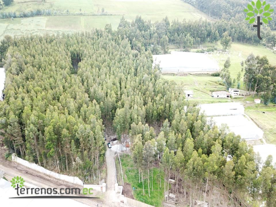 Venta de Terrenos en Cayambe Desde 2.500 m² Hasta 3.060 Entre Bosques. Provincia de Pichincha — imagen 2