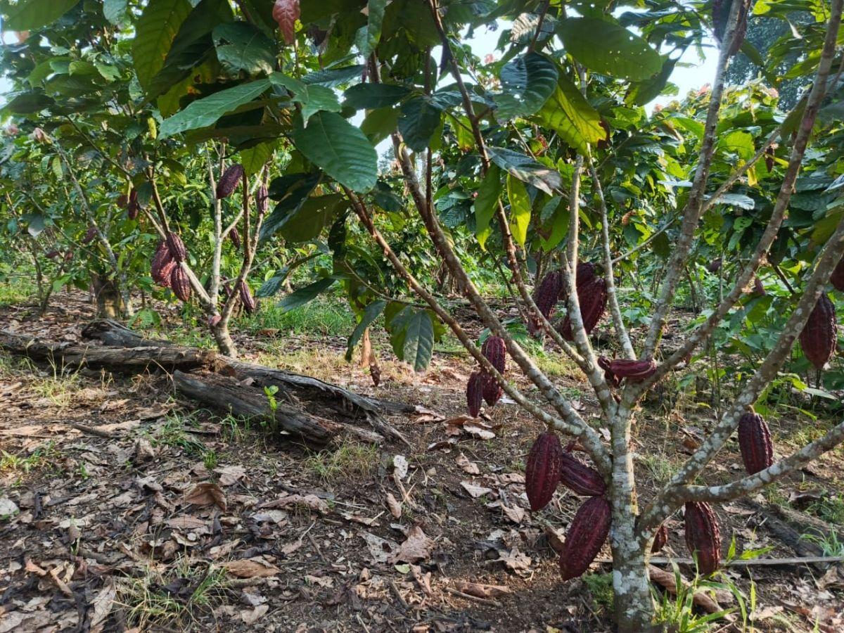Finca Productiva de 6 Hectáreas con Cacao, Café, Vivienda y Agua Natural – Loreto, Orellana — imagen 8