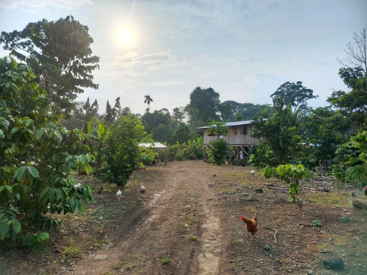 Finca Productiva de 6 Hectáreas con Cacao, Café, Vivienda y Agua Natural – Loreto, Orellana — imagen 7