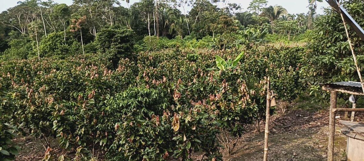 Finca Productiva de 6 Hectáreas con Cacao, Café, Vivienda y Agua Natural – Loreto, Orellana — imagen 6