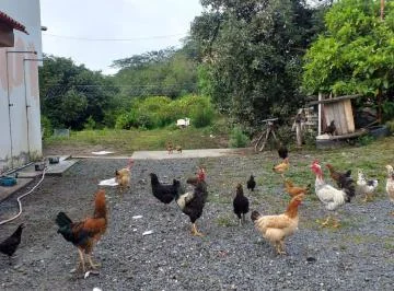 Terreno de Venta en Guayllabamba con Casa y Arboles Frutales — imagen 5