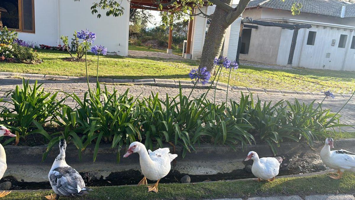 Vendo Terreno en Urbanización Pakakuna Gardens con Hermosa Vista — imagen 9