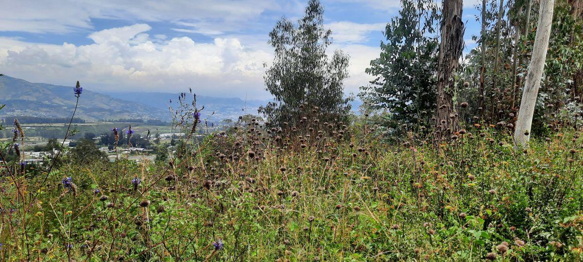 Vendo Lindos Terrenos de 5367 m y 6367 m con Excelente Vista en Pifo — imagen 10