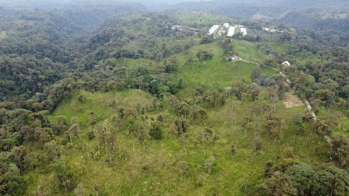 Finca Ganadera de Venta en Los Bancos — imagen 6