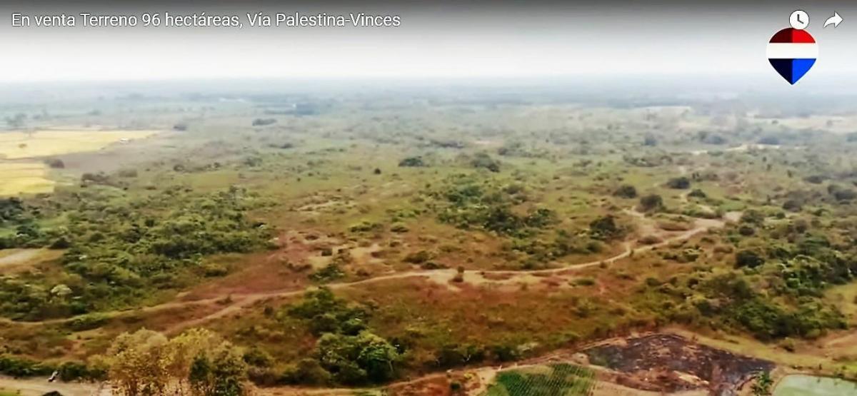 En Venta Terreno 96 Hectáreas, Vía Palestina - Vinces - J. Zavala, Guayas — imagen 7