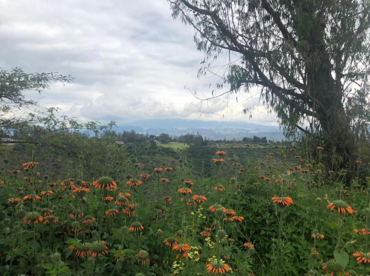 Terreno en Venta 24.405 m² en Checa — imagen 6
