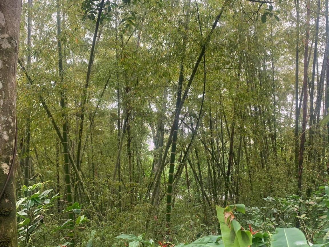 Venta de Terreno - El Aromo Sector Liguiqui - ¡Inversión en Paraíso Natural!, Manabí — imagen 5