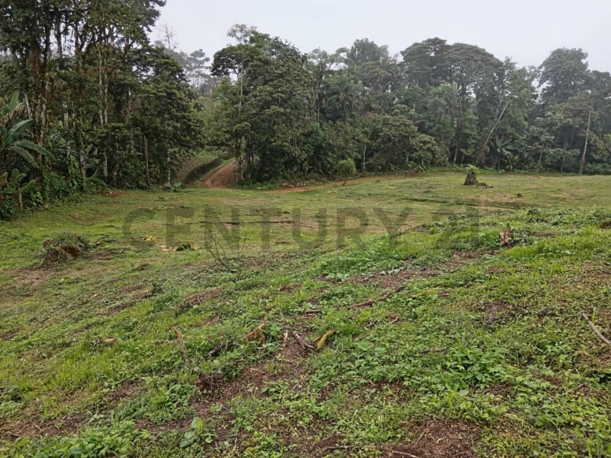 12300 m² en Venta - Pedro Vicente Maldonado — imagen 5