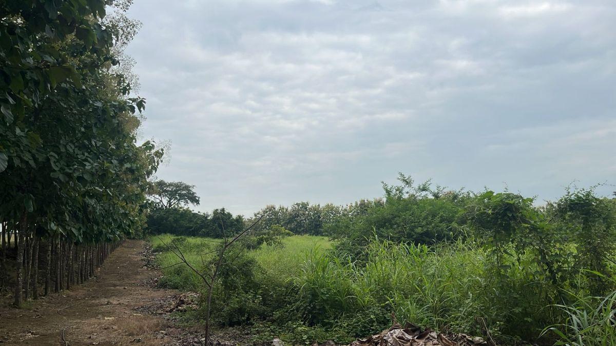 Terreno en Venta 83.800 m² - con Plantación de Teca, Vía a La Costa Km 26 - Pasando El Peaje, Guayas — imagen 5