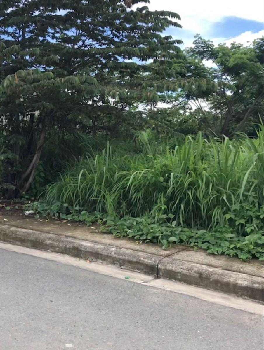 Vendo Terreno - Chongon Guayas, Guayas — imagen 4