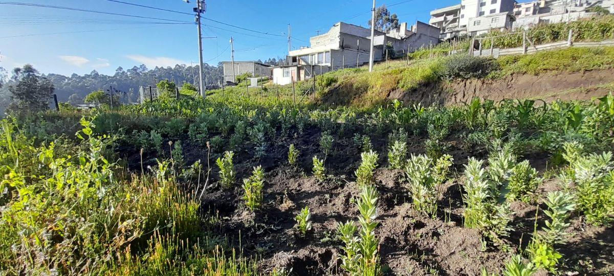 Terreno en Venta Rancho Alto — imagen 10