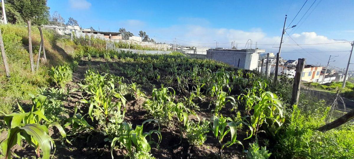 Terreno en Venta Rancho Alto — imagen 9
