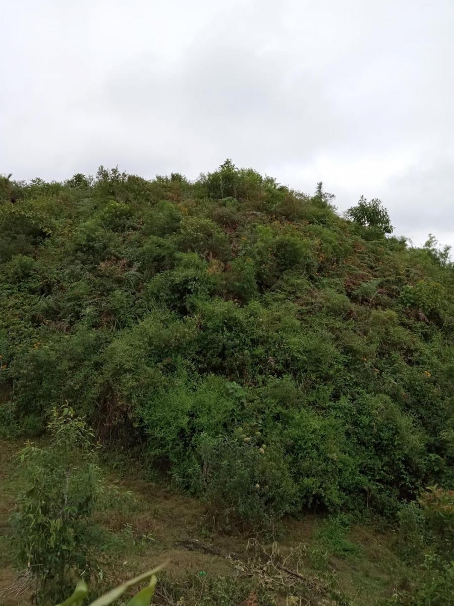 Vendo Terreno 18 Htras en El Valle de Intag Sector Barcelona Provincia Imbabura, Imbabura — imagen 10