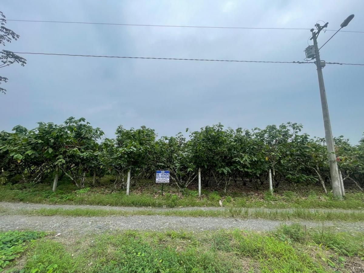 Vendo Terreno en El Cantón La Troncal — imagen 2