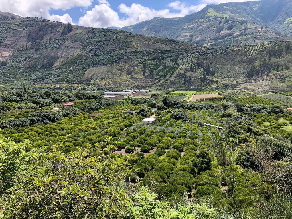 Terreno en Venta Pelileo. Plano con Frutales. Hermoso!, Tungurahua — imagen 2