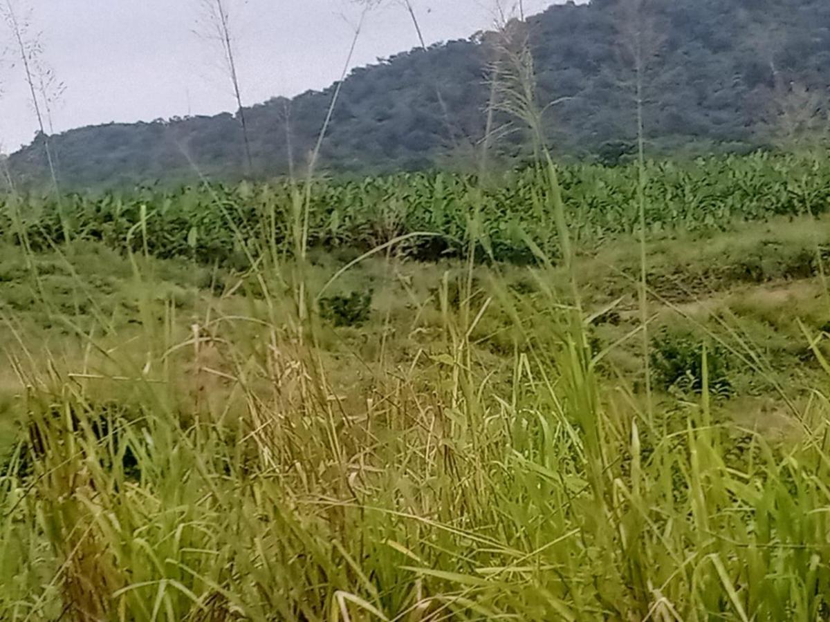 ¡Oportunidad de Inversión Agrícola! Finca en Venta – 114 Hectáreas Productivas, Manabí — imagen 3