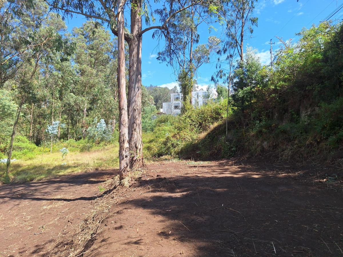 Lote de Terreno, Yanazarapata — imagen 10