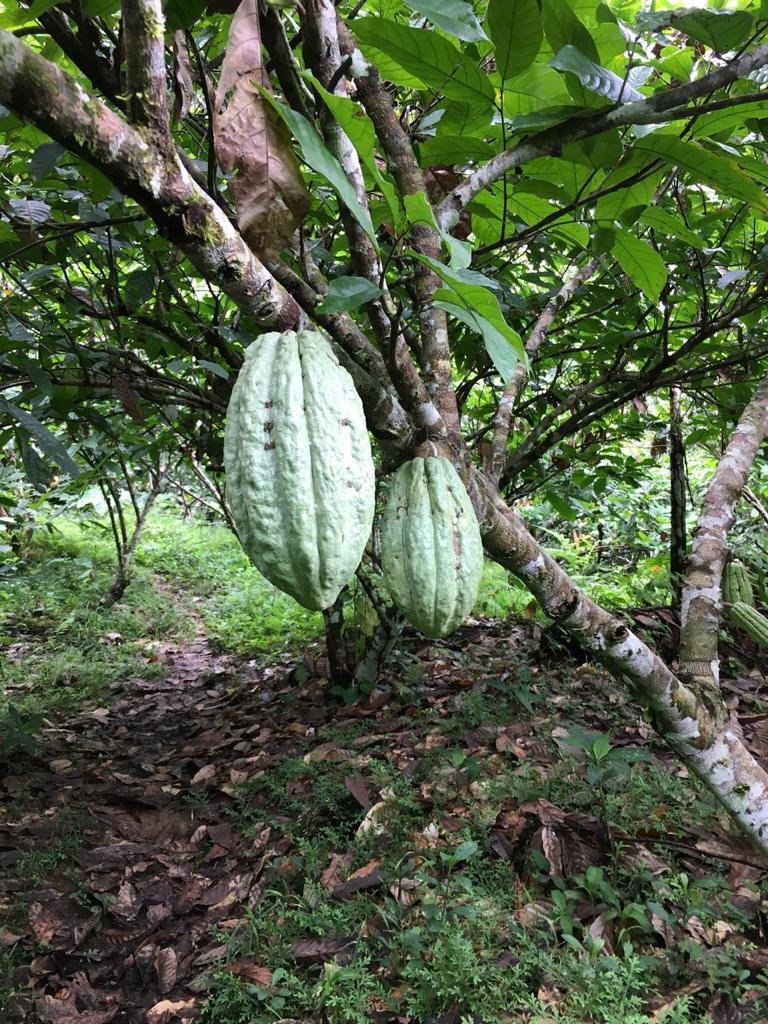 En Venta 32 Has en Shalcana, Napo, Napo — imagen 7