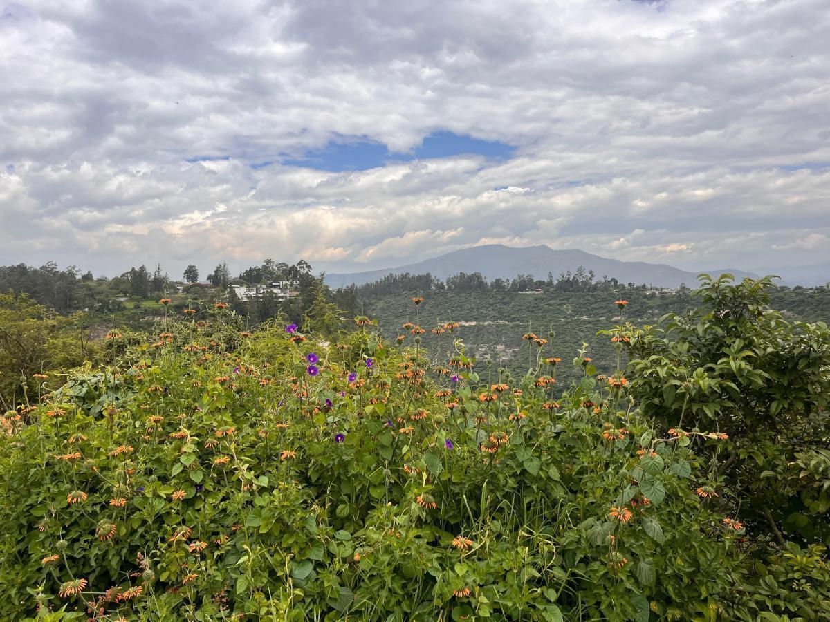 Terreno de Venta en Puembo en Urbanización Via Arrayanes — imagen 8