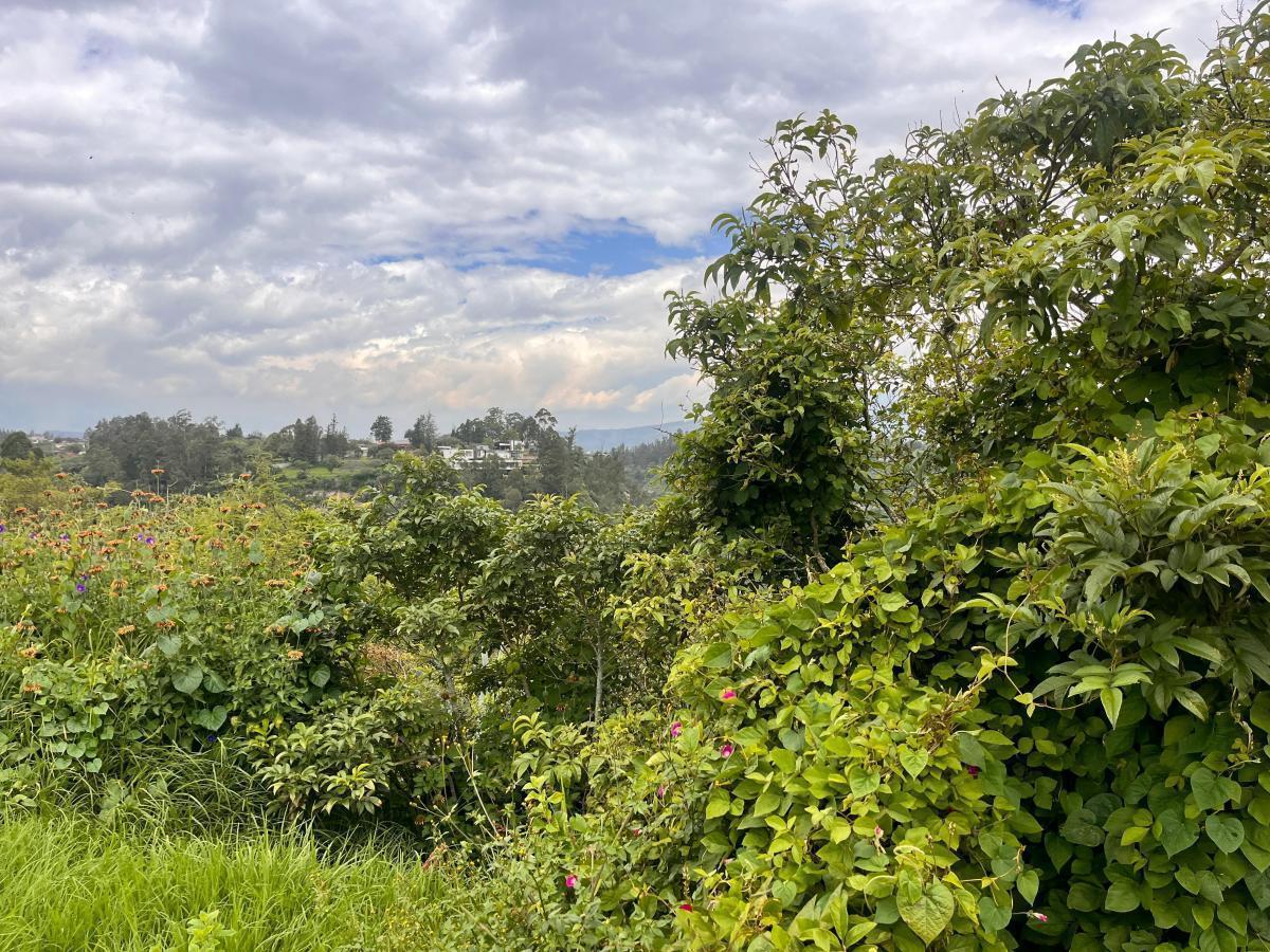 Terreno de Venta en Puembo en Urbanización Via Arrayanes — imagen 7