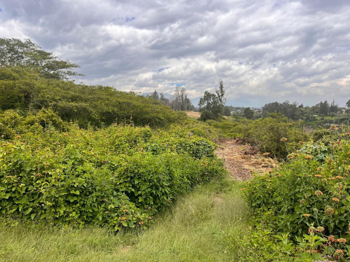 Terreno de Venta en Puembo en Urbanización Via Arrayanes — imagen 6