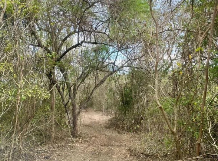Terreno Para Sembríos 9 Hectáreas Km²6 Vía a La Costa C. Alvarez, Guayas — imagen 1