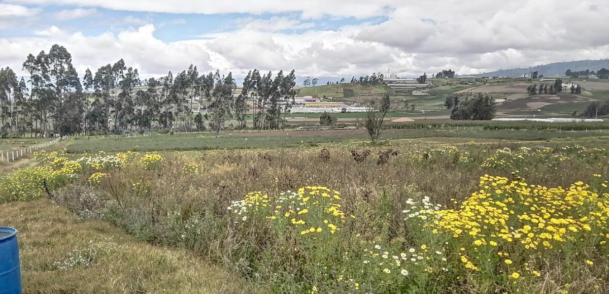 Terreno en Venta en Unamuncho Ambato. 4 Hectáreas. Tungurahua — imagen 10