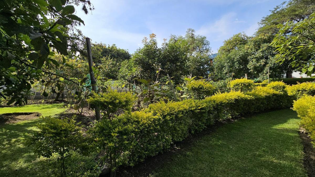 Venta Terreno con Árboles Frutales en Guayllabamba un Solo Dueño, Ideal Como Inversión — imagen 9