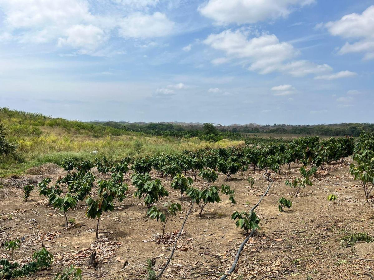 Vendo Terrenos Agricolas en Sector Chongon Guayaquil, Guayas — imagen 8