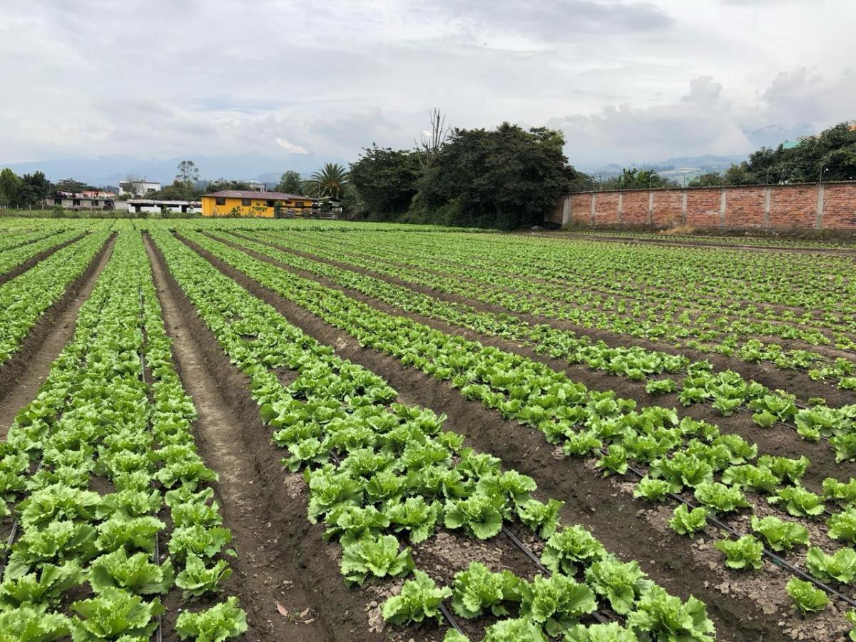 De Venta Terreno Plano de 6300 m² — imagen 5
