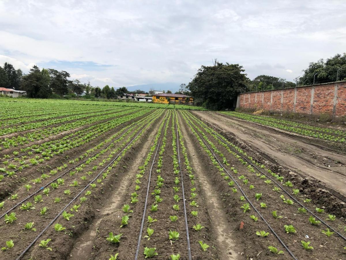 De Venta Terreno Plano de 6300 m² — imagen 4