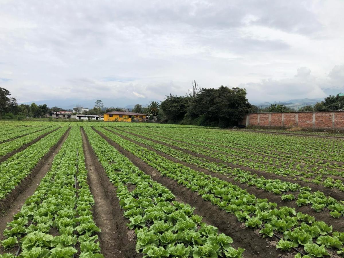 De Venta Terreno Plano de 6300 m² — imagen 3