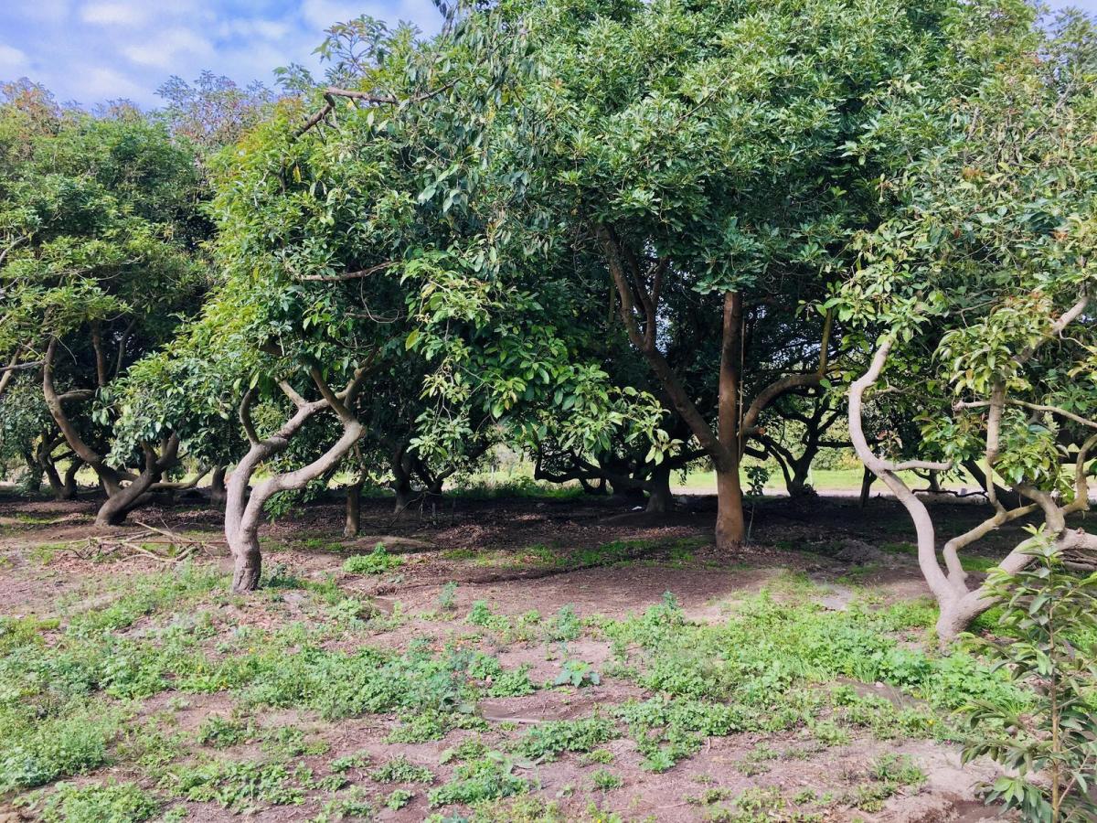 Jal. Venta Terreno Guayllabamba, 200 m², $16.500. No Rentes Compra y Construye Tu Casa Independiente — imagen 4