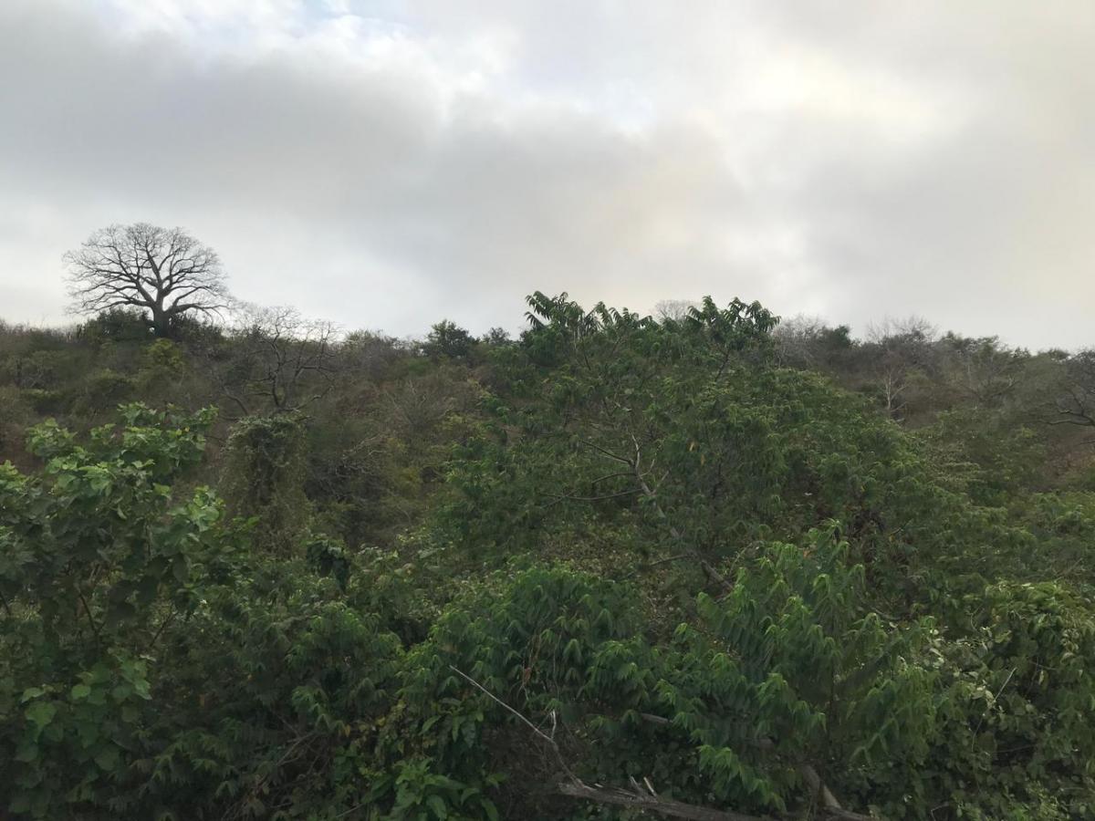 Se Vende Terreno de 3.9 Hectáreas en Manabí, Manabí — imagen 5