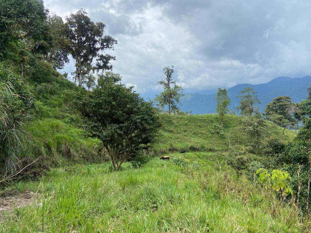Venta Finca en Nanegalito con Frente a La Vía, 22 Has Gb. Provincia de Pichincha — imagen 6