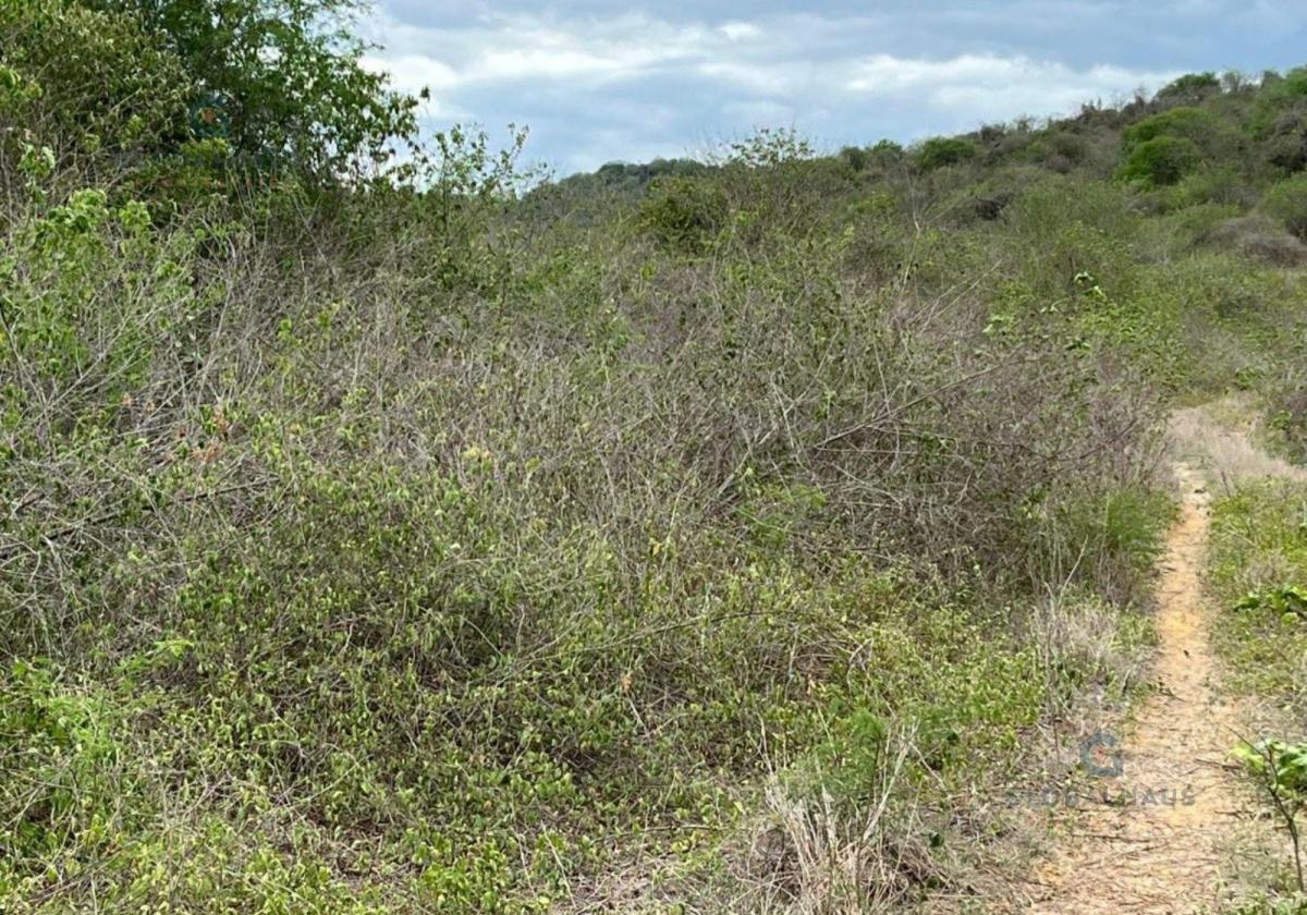 Venta de Terreno en Comuna Sacachun, Cantón Santa Elena. 380has G. P. Provincia de Santa Elena — imagen 3