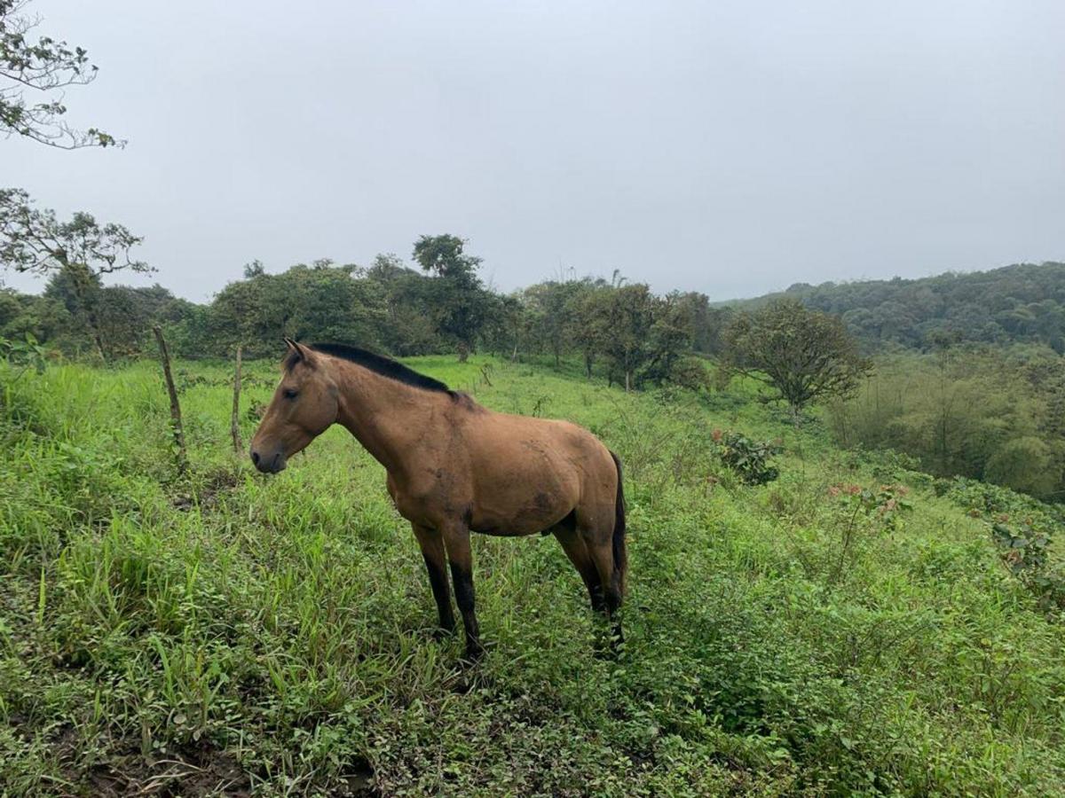 Finca de Venta en Bosque Pacoche Manta Manabí Bl, Manabí — imagen 8