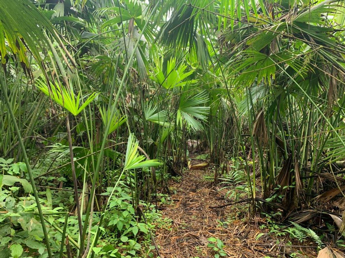 Finca de Venta en Bosque Pacoche Manta Manabí Bl, Manabí — imagen 7