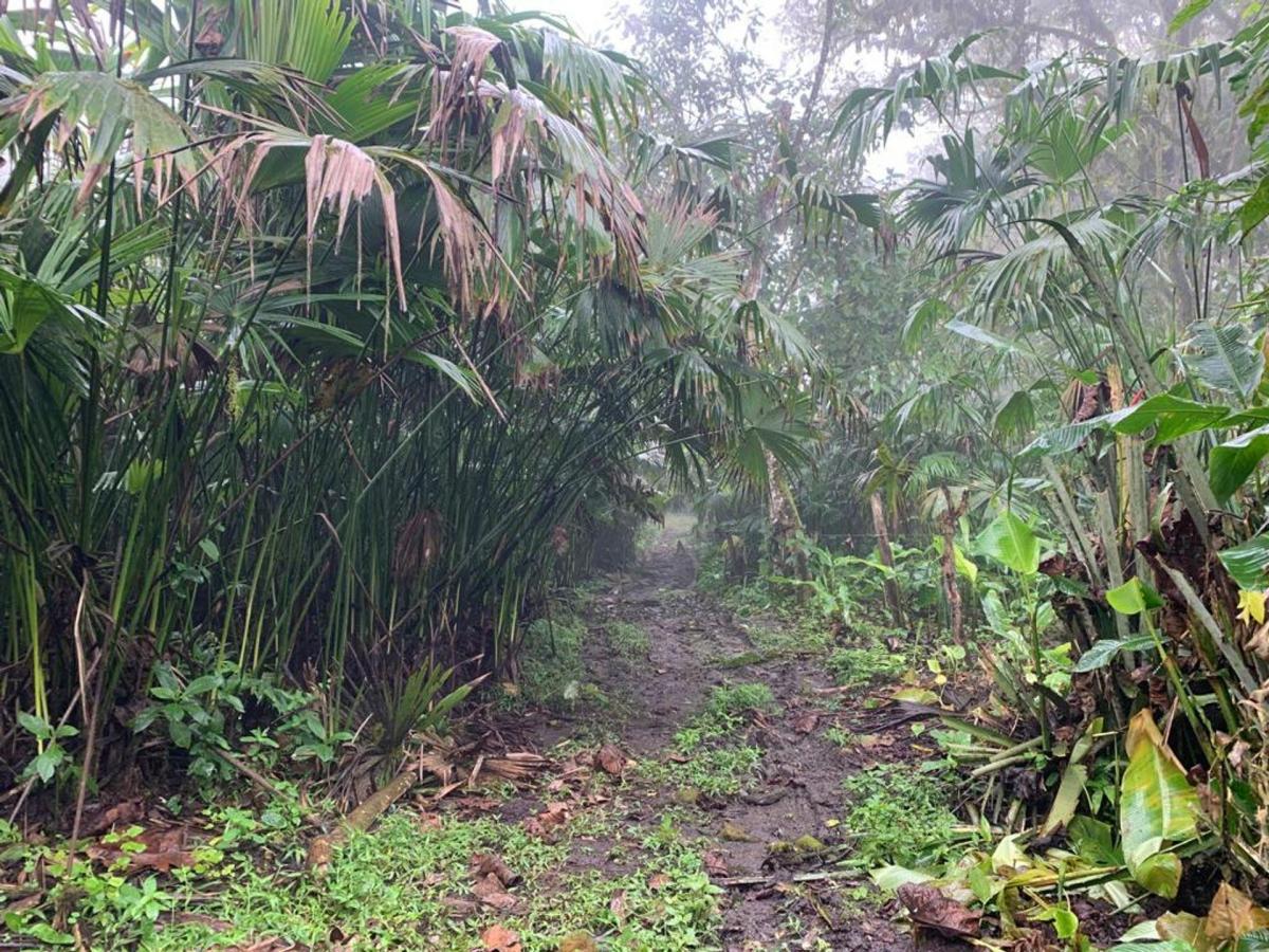 Finca de Venta en Bosque Pacoche Manta Manabí Bl, Manabí — imagen 6