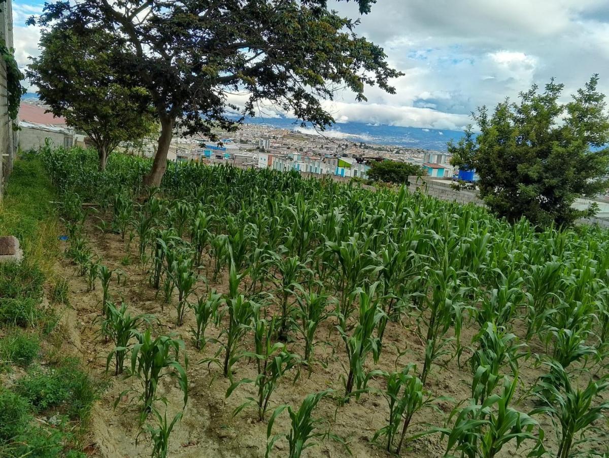 Terreno en San José de Morán — imagen 9