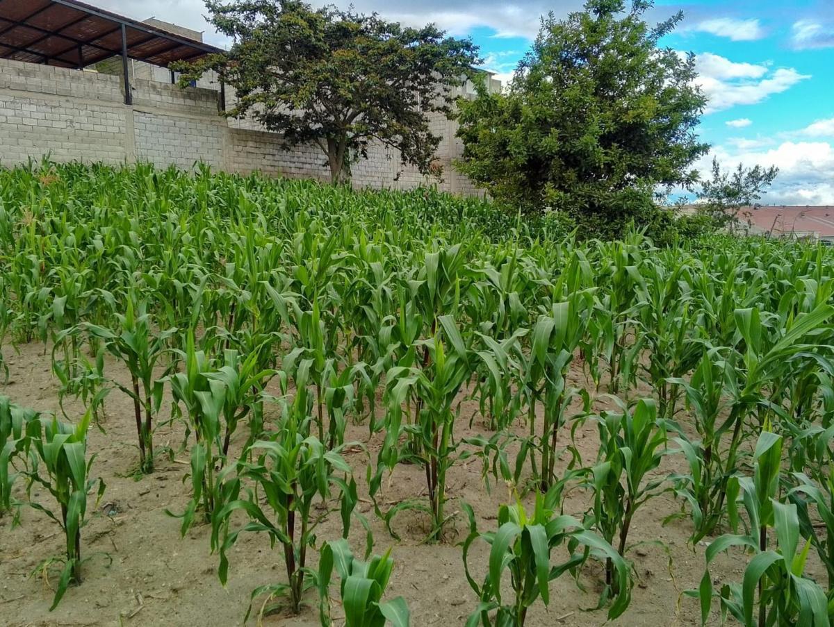 Terreno en San José de Morán — imagen 8
