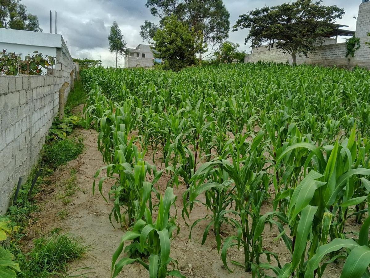 Terreno en San José de Morán — imagen 7