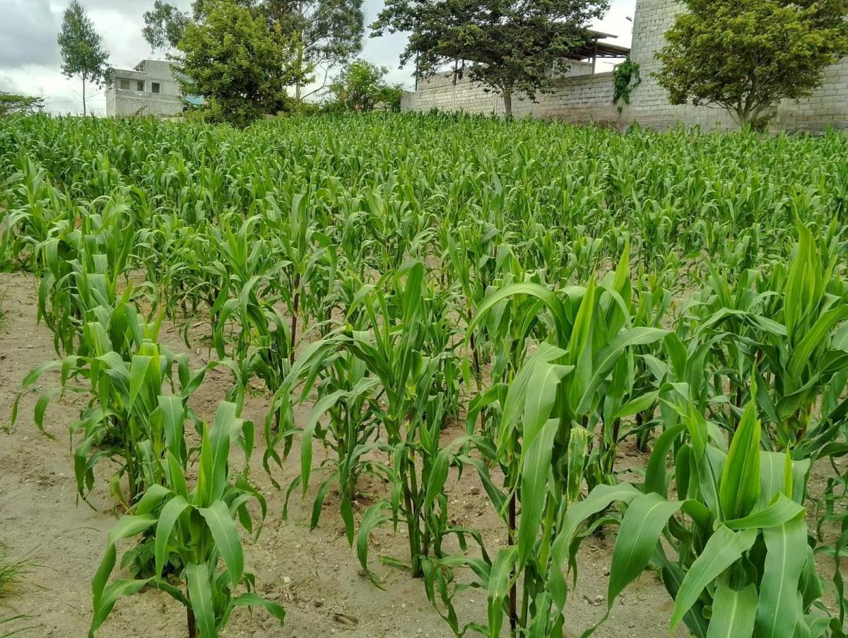 Terreno en San José de Morán — imagen 6