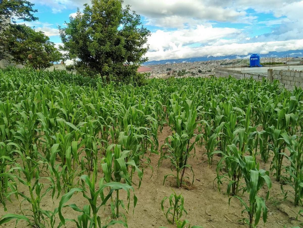 Terreno en San José de Morán — imagen 2