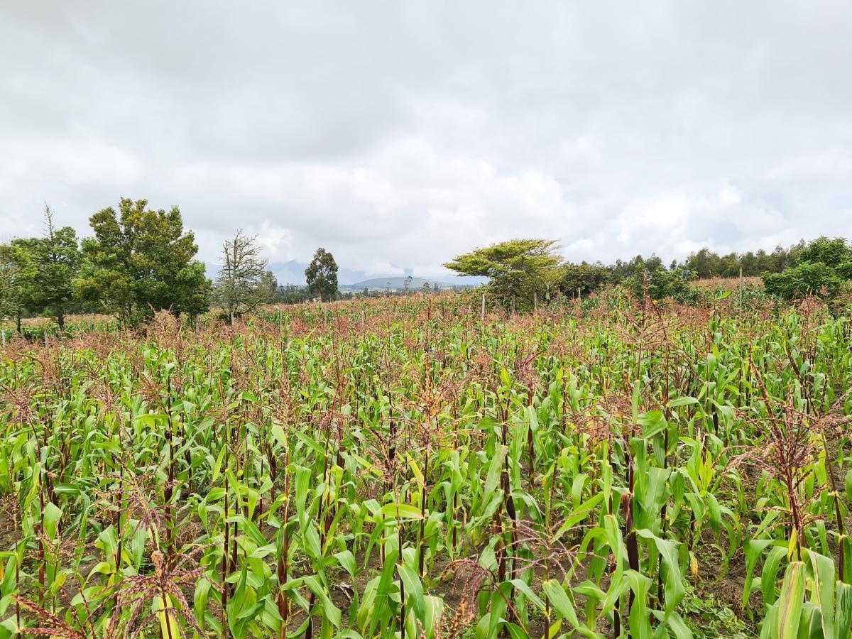 Terreno en Venta en Malchingui, Pedro Moncayo, Norte de Guayllabamba — imagen 10